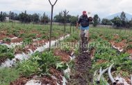 Necesario que autoridades no olviden al sector primario del campo