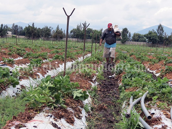 Necesario que autoridades no olviden al sector primario del campo