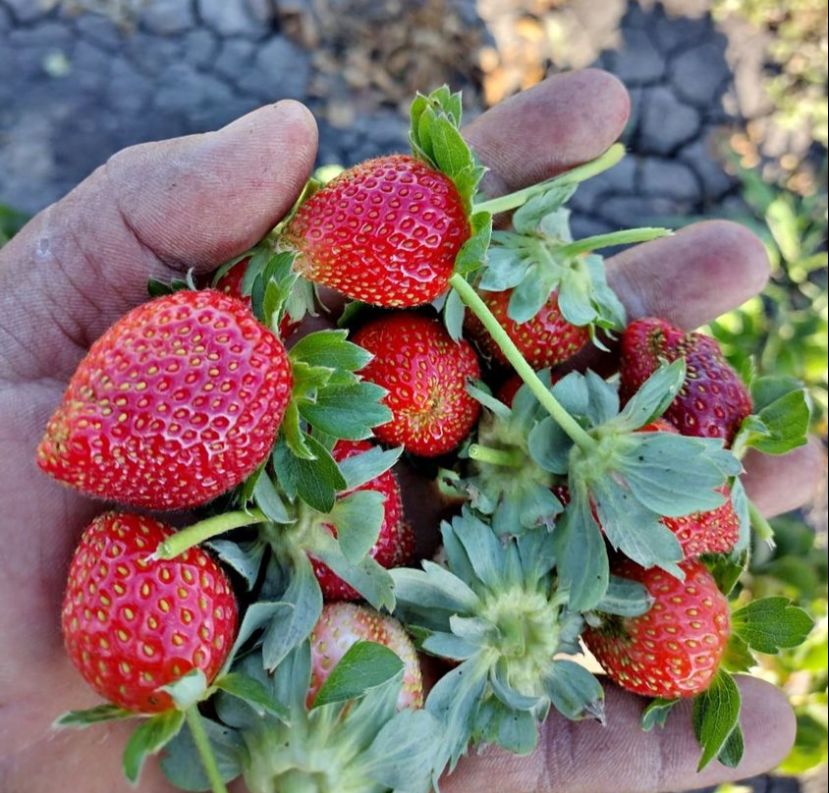 Tercera parte de los cultivos de fresa en Jacona afectados con plaga de la araña roja