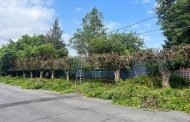 Realizan poda de árboles en la periferia de la escuela primaria José Ma. Morelos