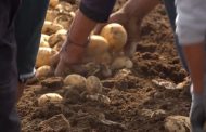 Arranca temporal de papa con siembra de 2 mil 500 hectáreas en Meseta Purépecha