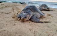 Reportan el primer arribo de la tortuga marina a playas de Lázaro Cárdenas