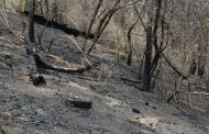 Michoacán redujo 9% la superficie afectada por incendios forestales: Cofom