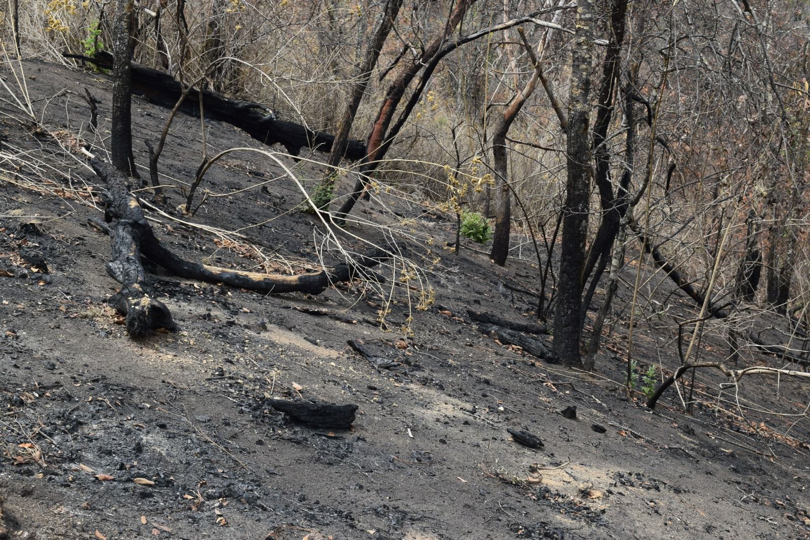 Michoacán redujo 9% la superficie afectada por incendios forestales: Cofom