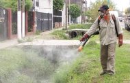 En Zamora dengue estacionado con un contagio