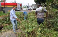 Retiro preventivo de árboles en la Avenida 20 de Noviembre garantiza seguridad ciudadana