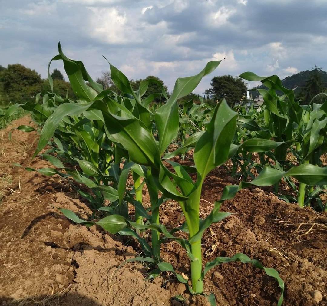 Productores agrícolas de la región en incertidumbre ante lluvias escazas para maíz