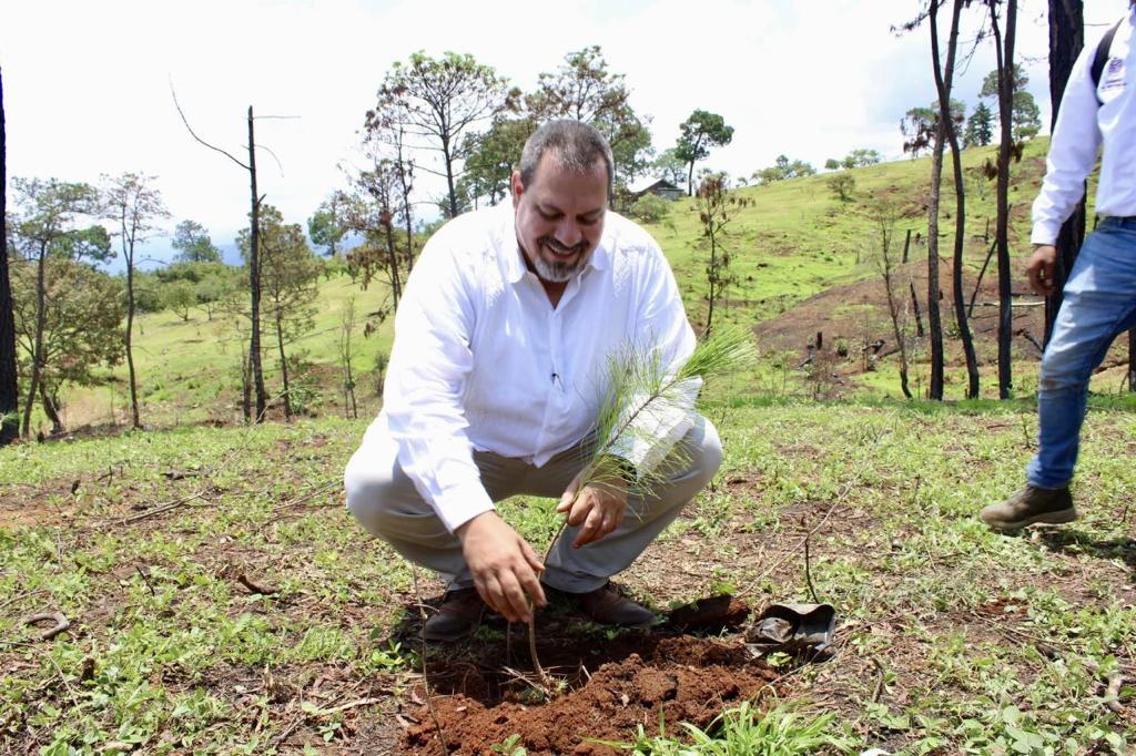 Blindarán 106 mil hectáreas de franja aguacatera