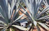 Preocupa expansión de agave a la Cuenca del Río Duero