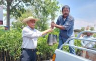 Operan con normalidad seis de siete municipios productores de limón en Michoacán