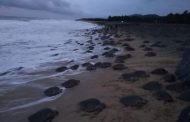 Se registra arribazón masivo de tortugas golfinas en “Punta Ixtal”