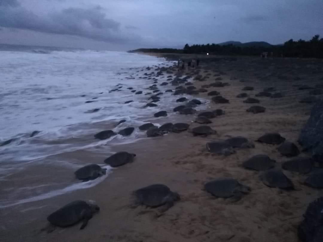 Se registra arribazón masivo de tortugas golfinas en “Punta Ixtal”