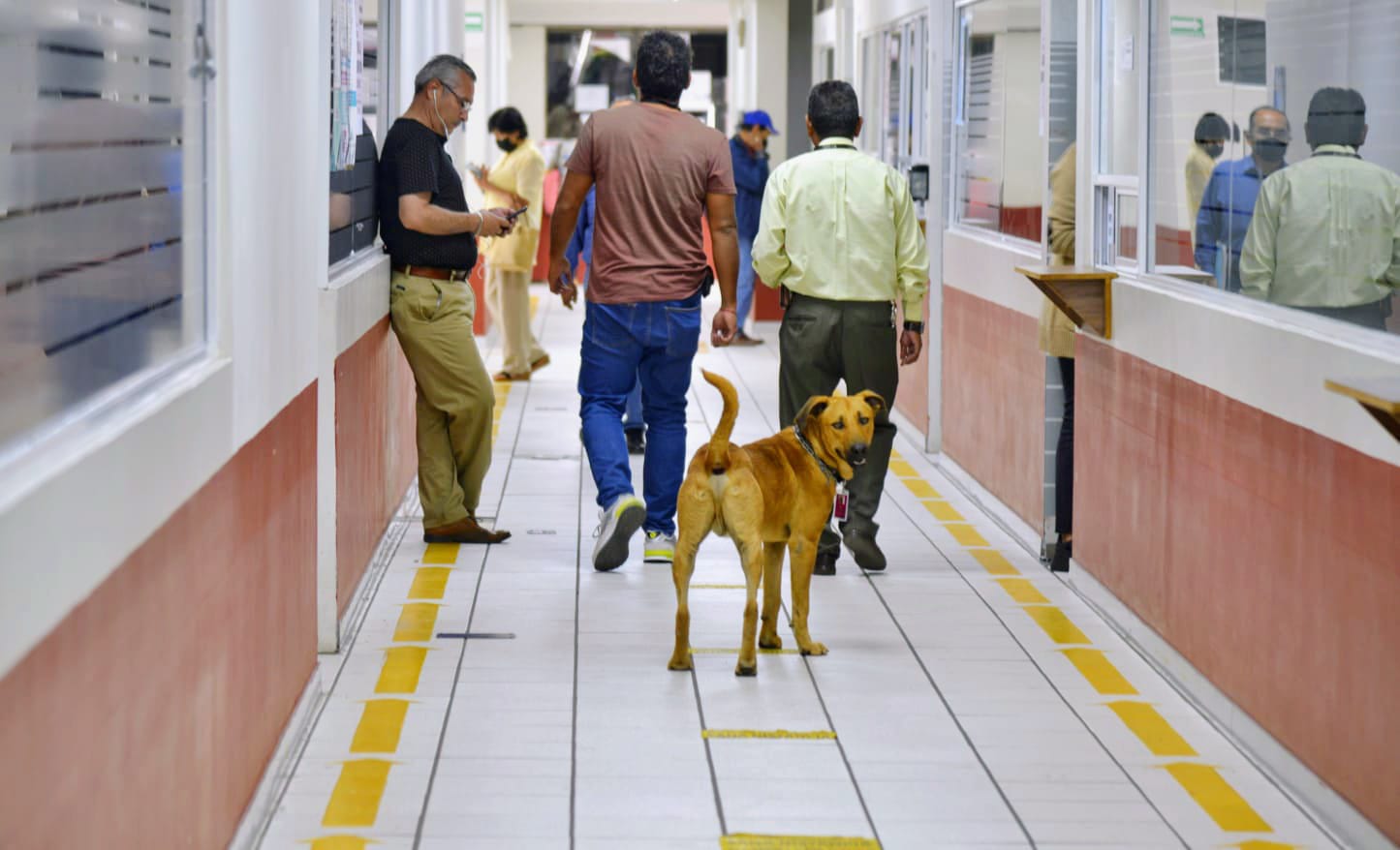 Chencho, el guardia canino que adoptó la SEE