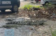 Cocodrilo es capturado mientras “paseaba” por el Libramiento de Lázaro Cárdenas