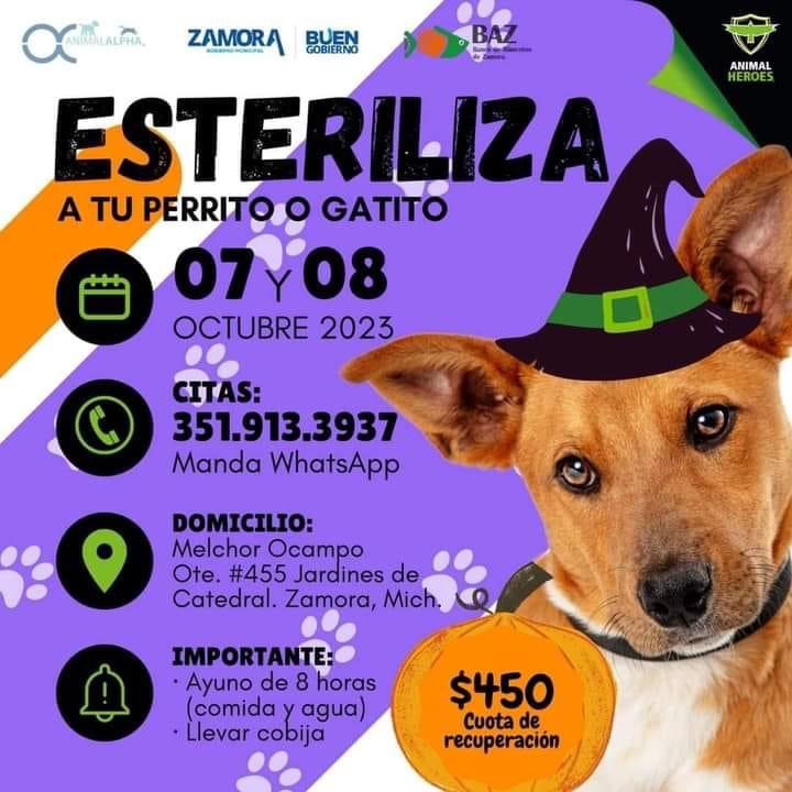 Campaña de esterilización a bajo costo octubre