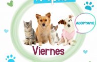 Gobierno de Jacona promueve la adopción de animales de compañía