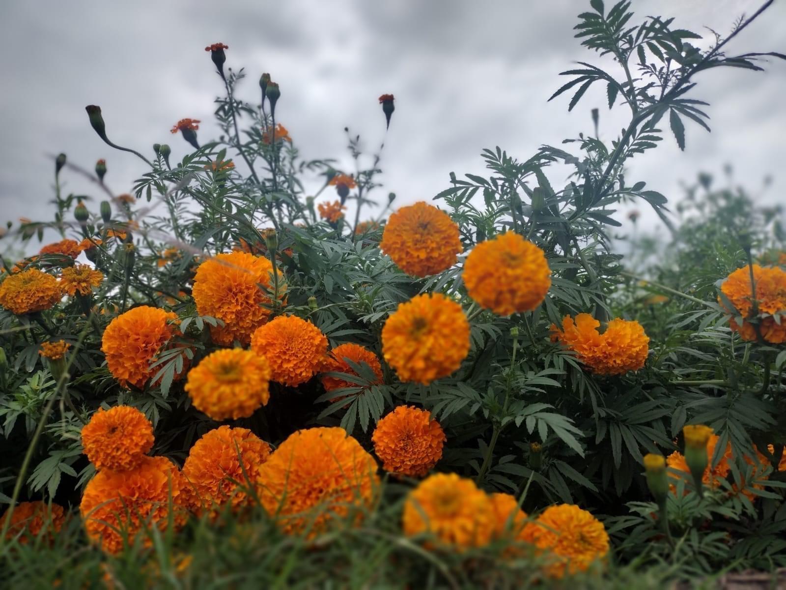 Impulsa Gobierno de Jacona venta de Flor de Cempasúchil