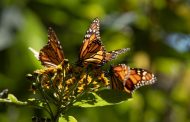 Gobierno de Michoacán se sumará al Fondo Monarca para la conservación de la biósfera: Bedolla