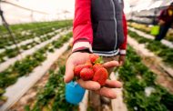 Buscan combatir con insecticida gratuito la araña roja para ayudar a los productores de fresa