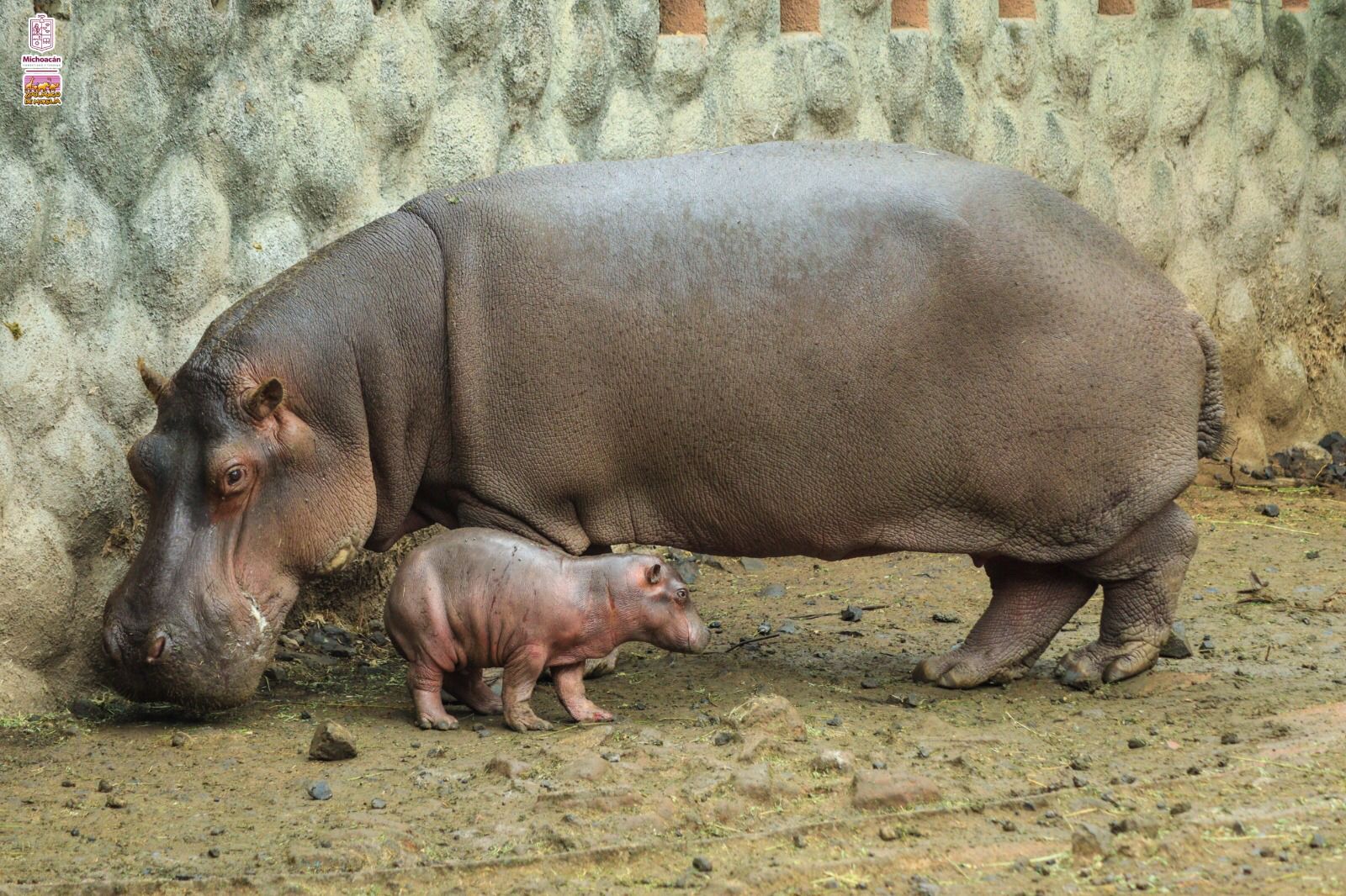 Nace hipopótamo del Nilo en el Zoo de Morelia