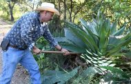 Convoca Michoacán a encuentro mezcalero nacional