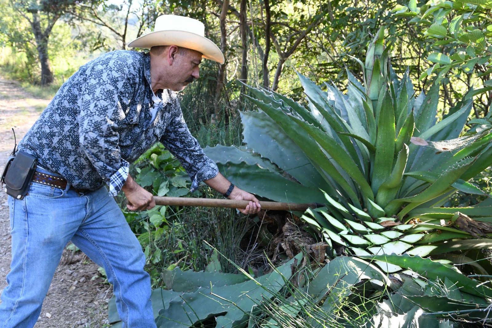 Convoca Michoacán a encuentro mezcalero nacional