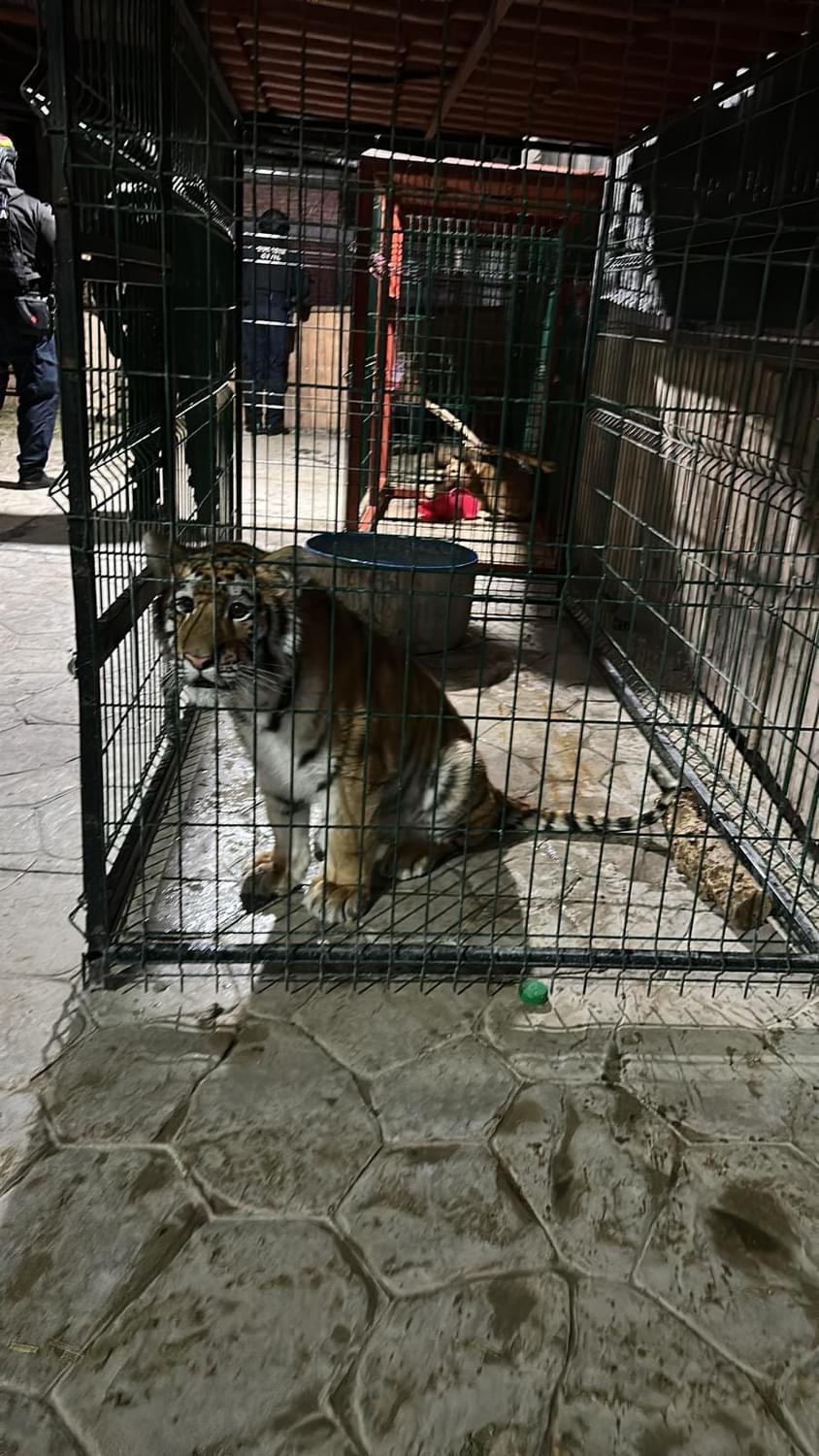 En cateo rescatan a 3 felinos en cautiverio, en Tinaja de Vargas