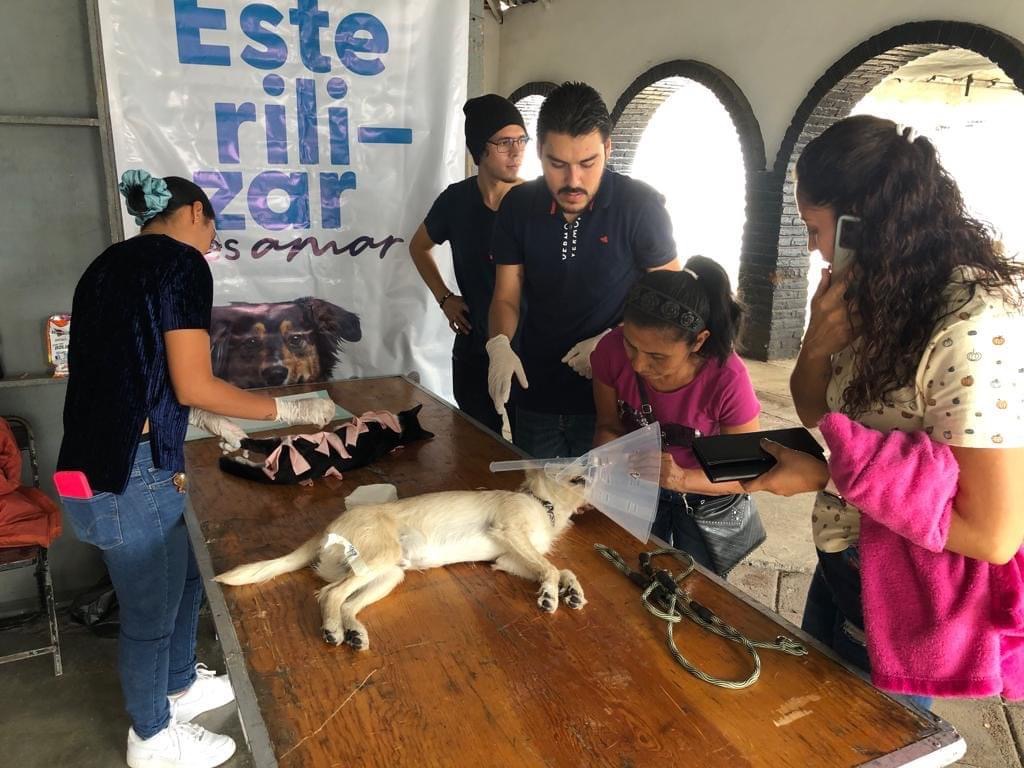 Carlos Soto impulsa campañas gratuitas de esterilización de animales de compañía