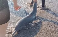 Hallan cadaver de delfín en Playa Eréndira