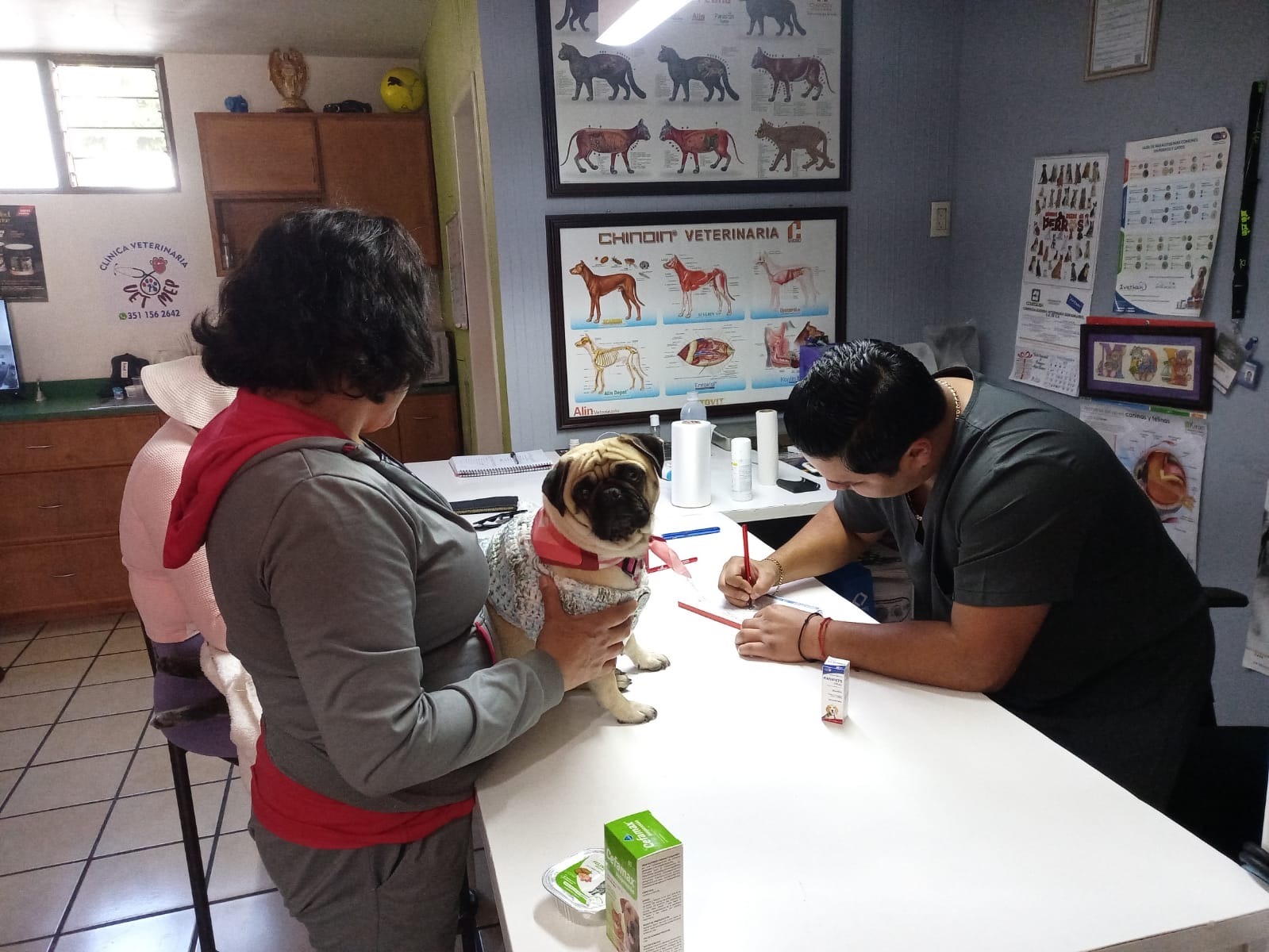 Regalar una mascota impacta negativamente en el cuidado y salud de esta