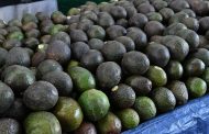 Michoacán enviará 130 mil toneladas de aguacate para el Super Bowl: Sader