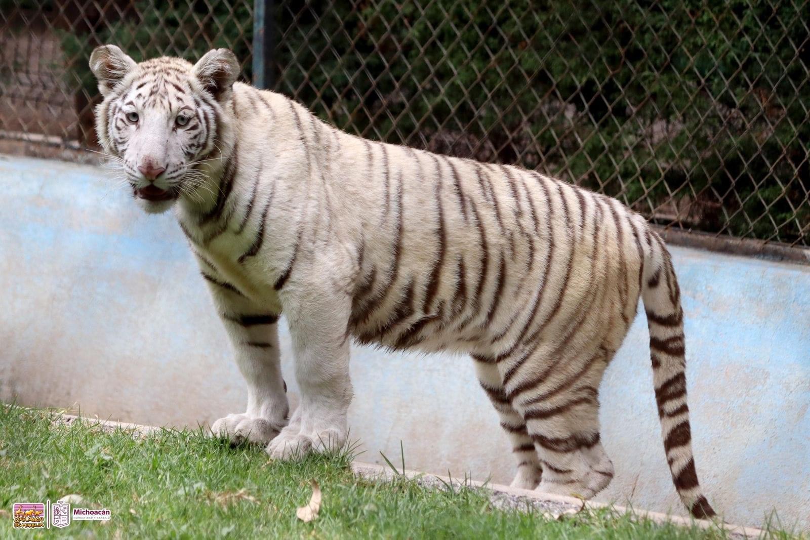 Visita este puente a nuestra nueva tigresa de bengala en el Zoo Morelia