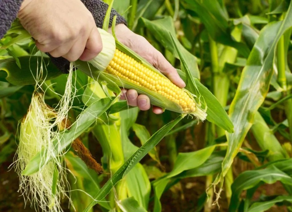 Encarecimiento de semillas de maíz pone en riesgo seguridad agro alimentaria del país