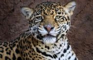 Pareja de jaguares llega al Zoo de Morelia con fines reproductivos