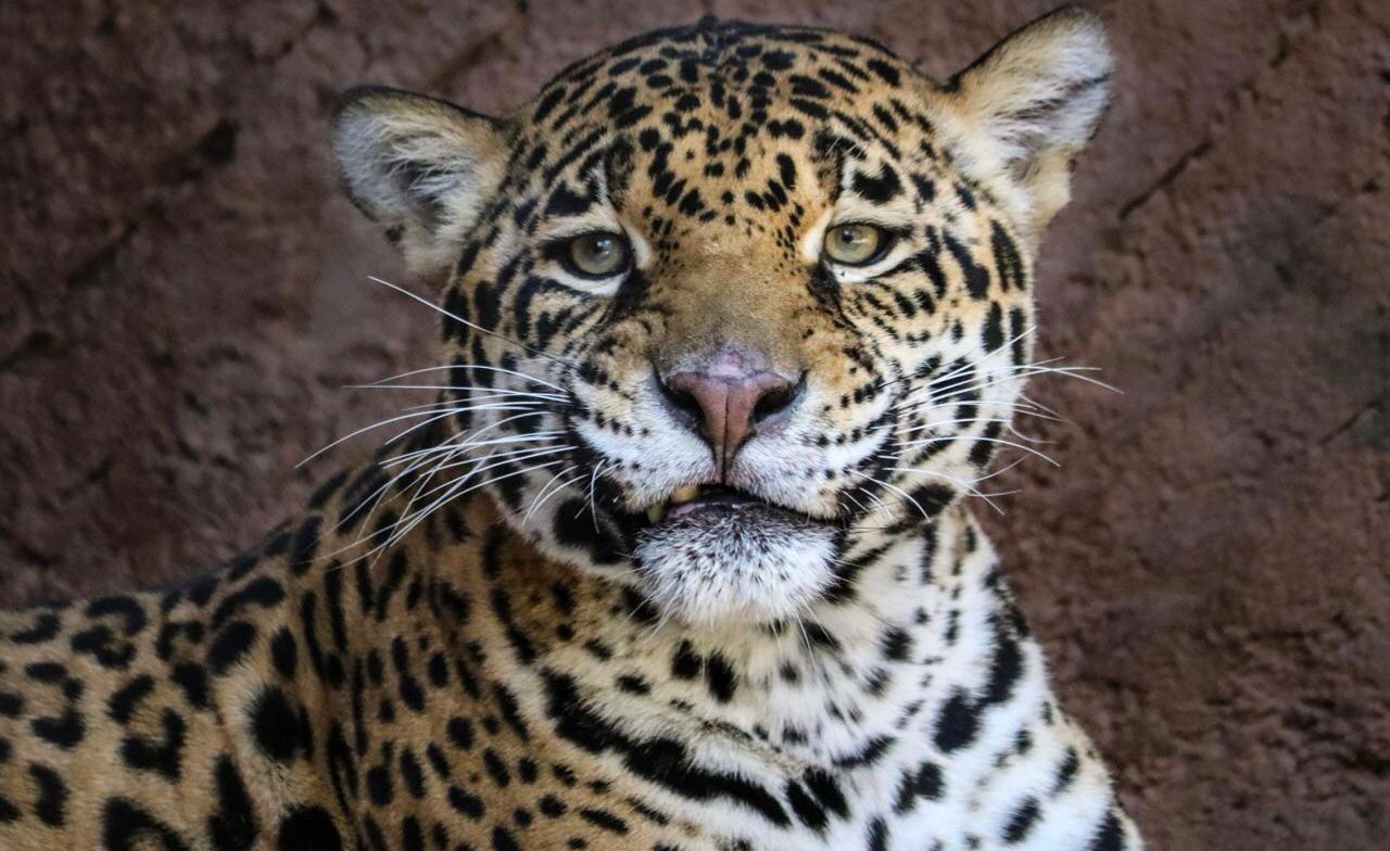 Pareja de jaguares llega al Zoo de Morelia con fines reproductivos