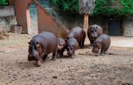 Eclipse solar “engañará” a animalitos del Zoo de Morelia