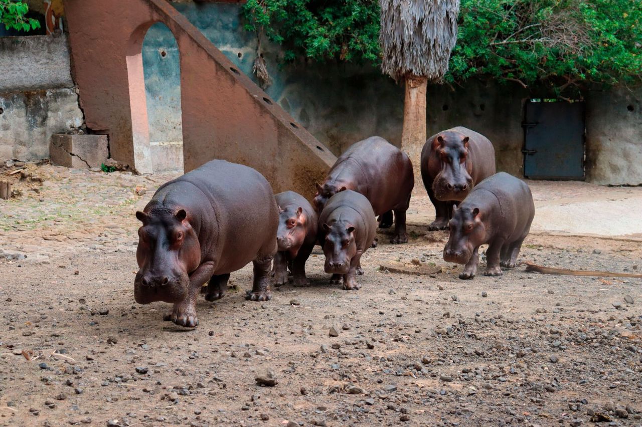 Eclipse solar “engañará” a animalitos del Zoo de Morelia