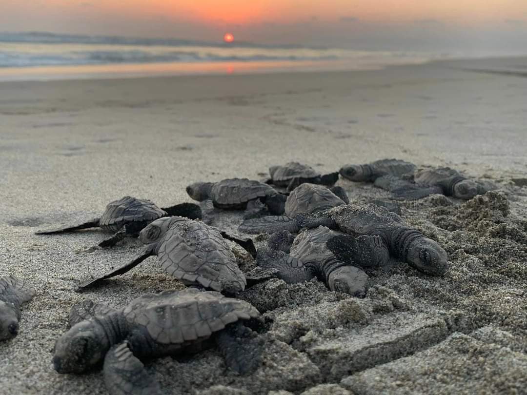 Se liberaron 2.4 millones de crías de tortuga marina en playas de Michoacán