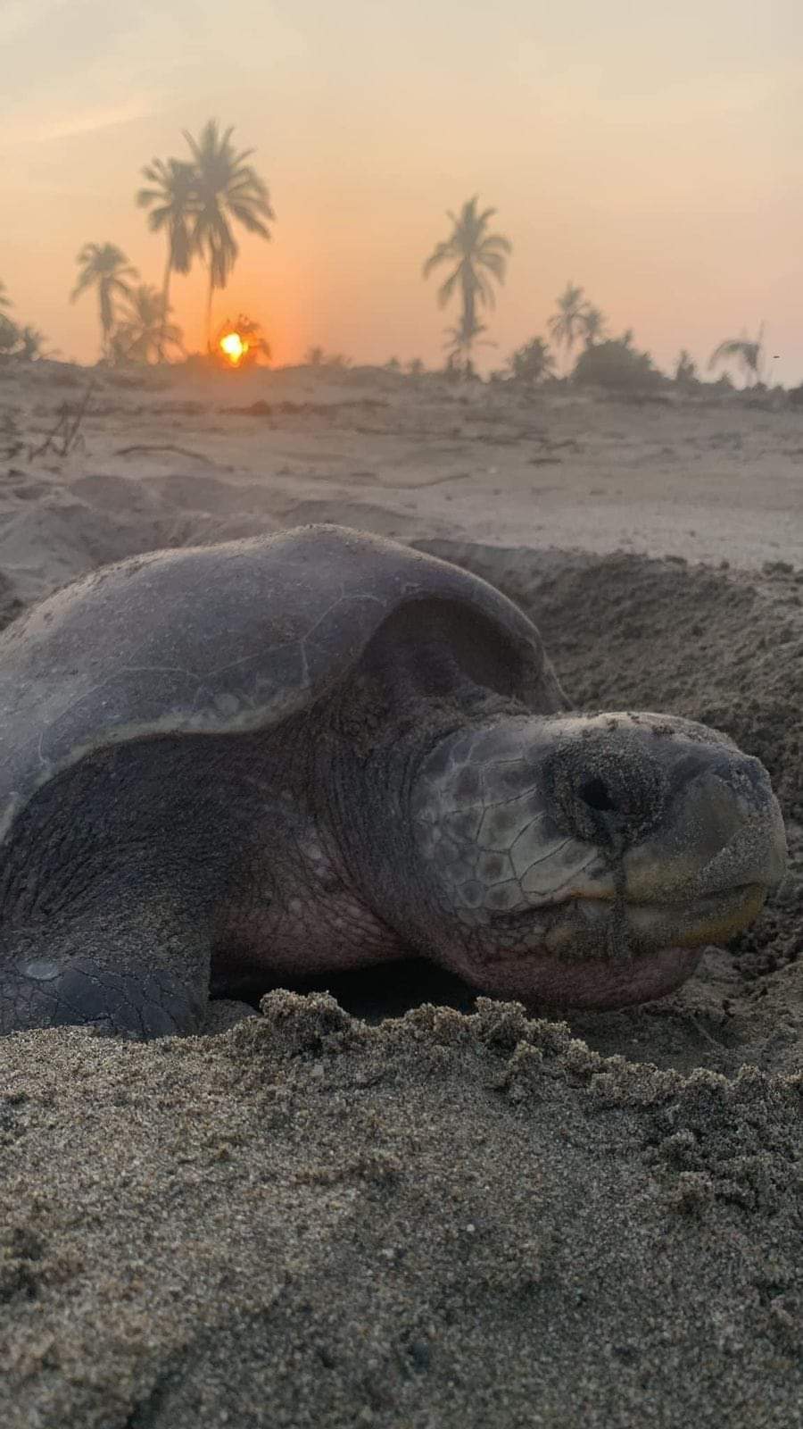 ¡Impresionante! Llegan a playas de Michoacán las primeras tortugas marinas de la temporada