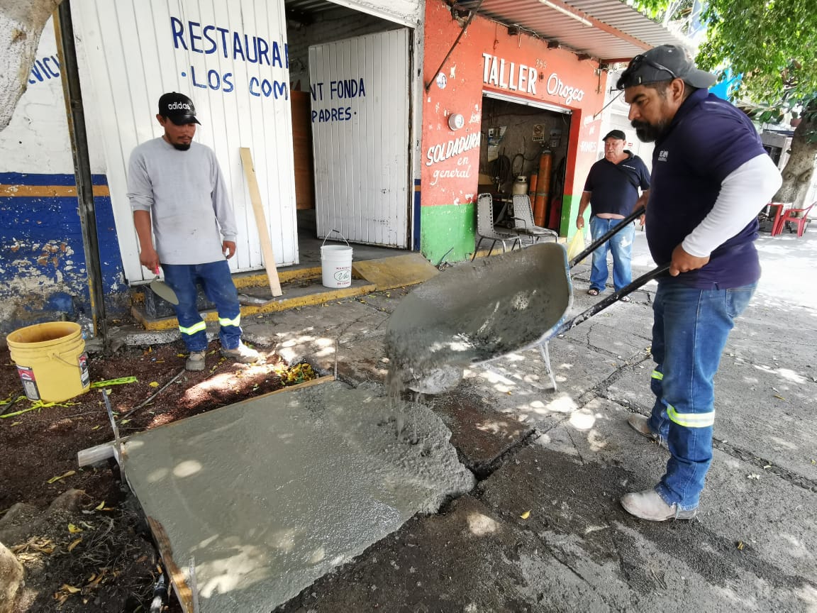 Gobierno Municipal lleva a cabo la reparación de banquetas dañadas por raíces de los árboles en las calles Dámaso Cárdenas y Circunvalación.