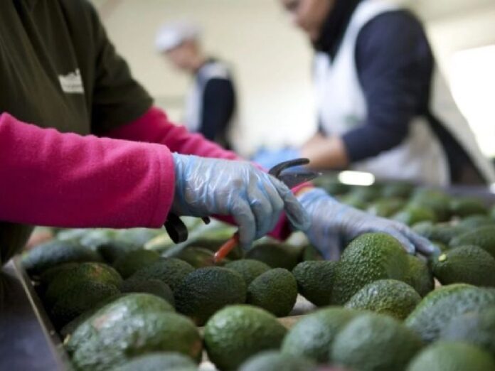 México y EU inician estricto protocolo de seguridad para retomar exportaciones de aguacate