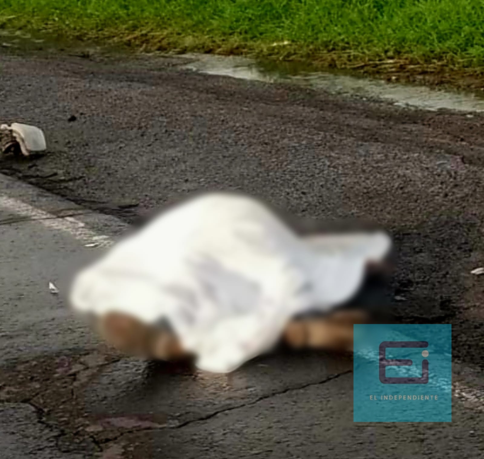 Queretano muere atropellado en la carretera Zamora - La Piedad 