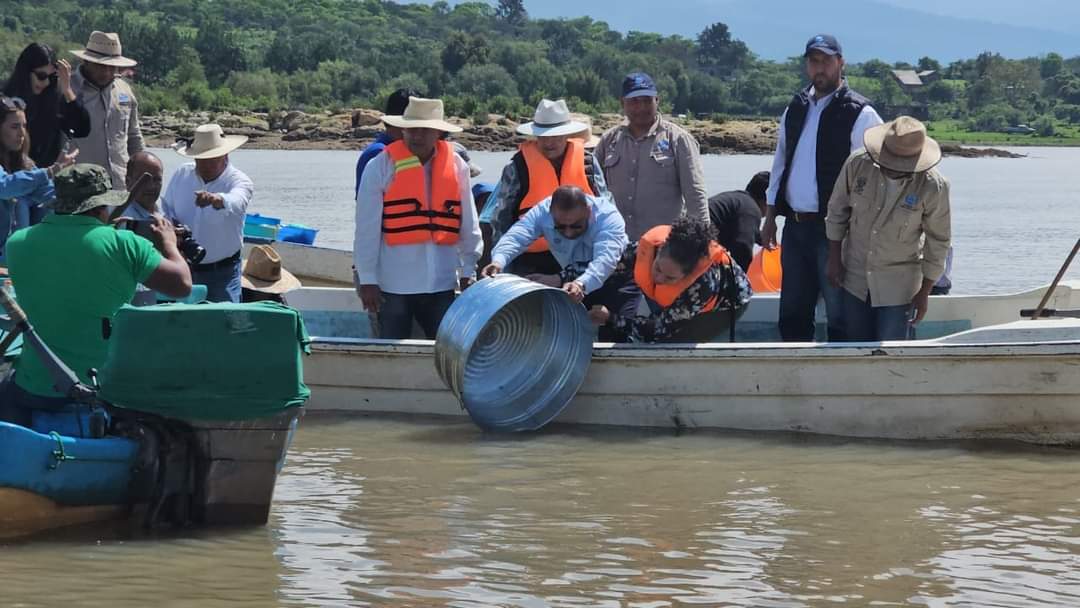 Arranca Gobierno estatal siembra de 50 mil crías de pescado blanco en el lago de Pátzcuaro