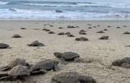 Nacen en playas michoacanas las primeras tortugas golfinas de la temporada
