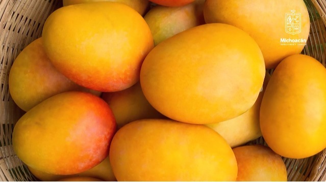 Michoacán ha exportado más de 70 mil toneladas de mango