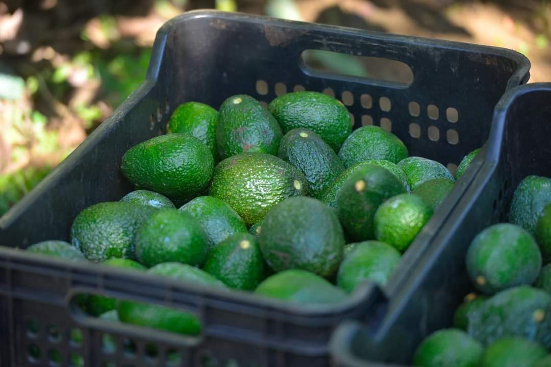 Michoacán produce el 75 % del aguacate mexicano: Sader