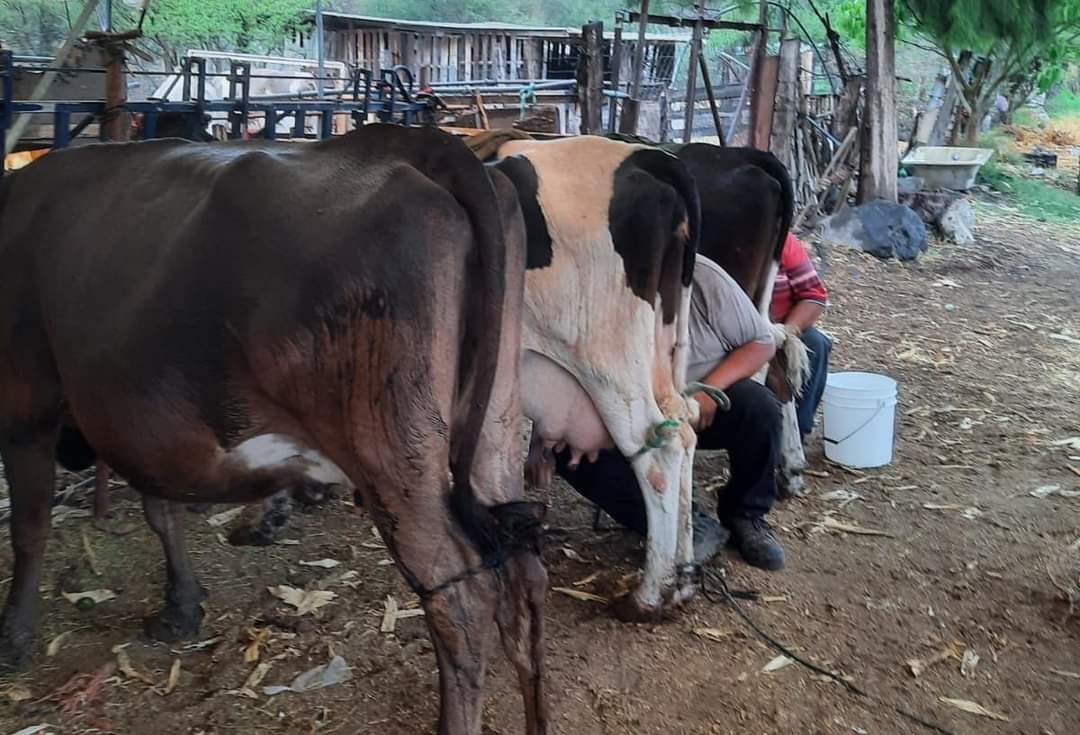 Realizan acciones para descartar la bruceolosis en ganado del municipio