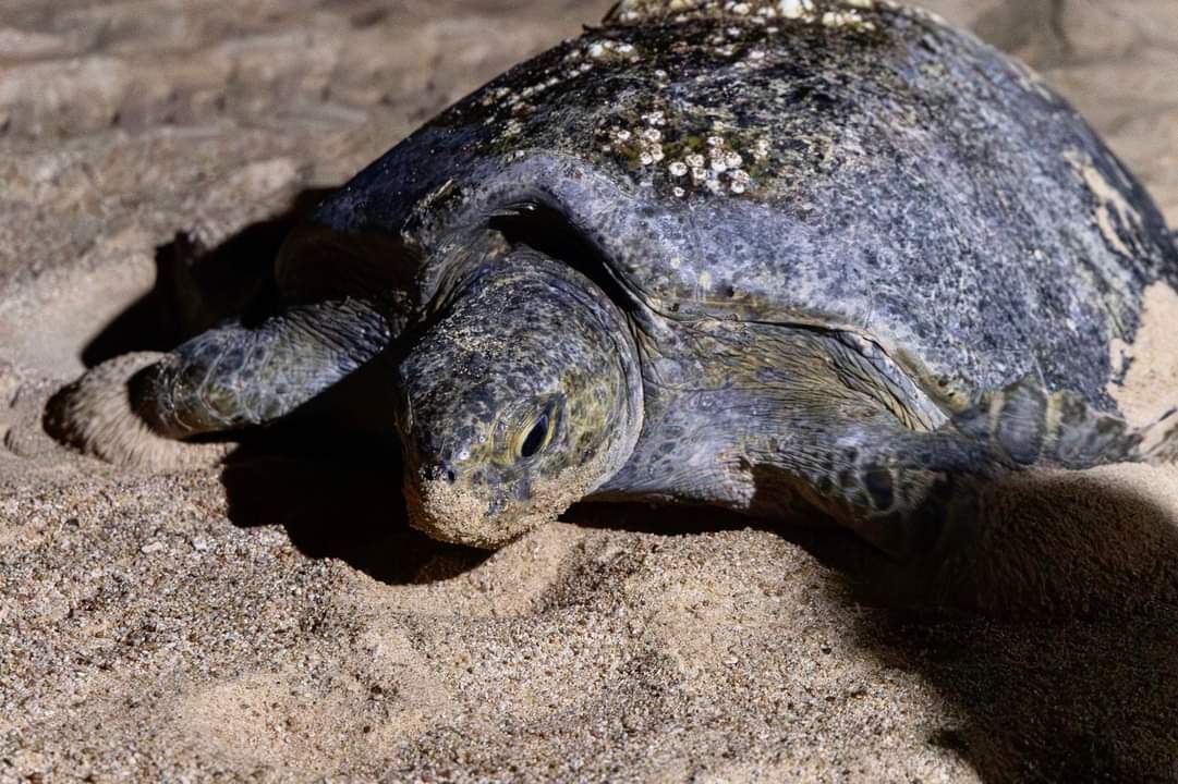 Visitarás los campamentos tortugueros? Sigue estas recomendaciones de Compesca