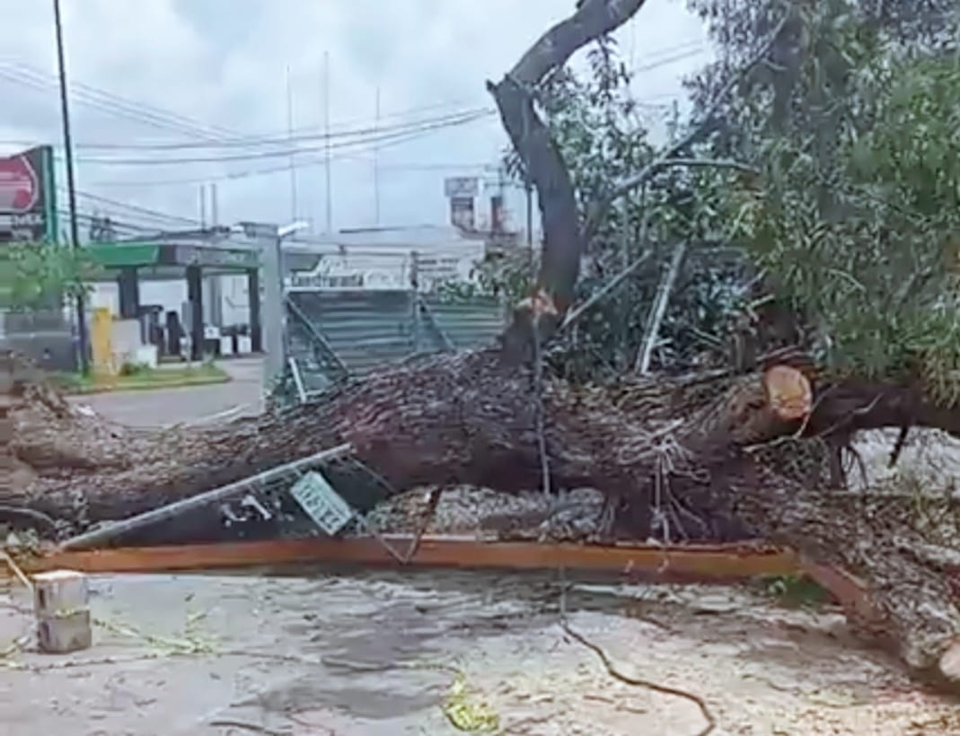 Refuerzan medidas para identificar árboles que representan riesgo en zona urbana 