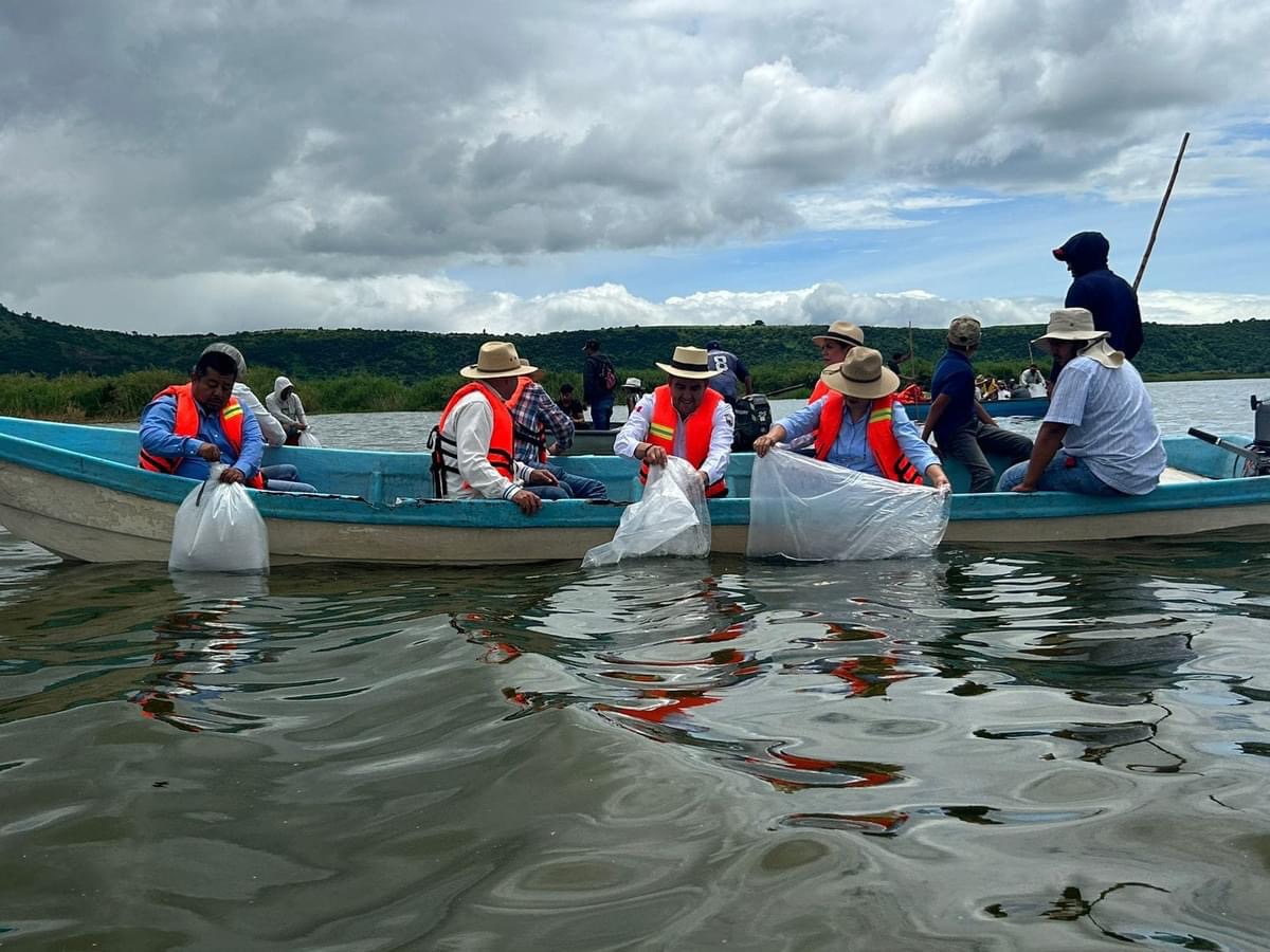 Arranca Gobierno estatal siembra de crías de tilapia en el lago de Cuitzeo